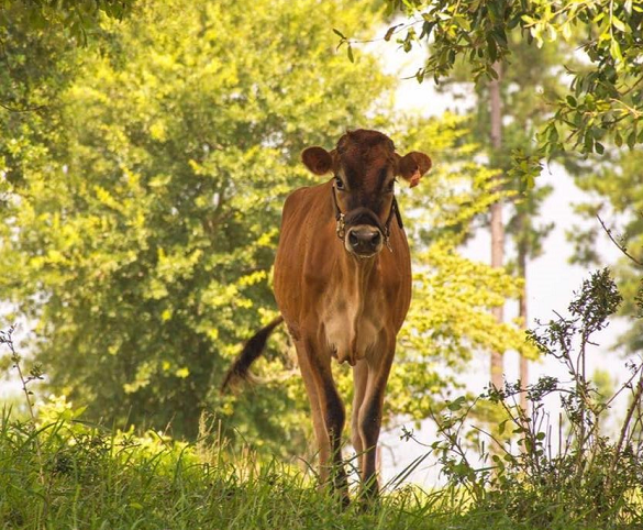 Havens Down Home Creamery – From Our Home To Yours